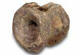 Fossil Synapsid (Stereophallodon) Vertebra - Texas #251367-1